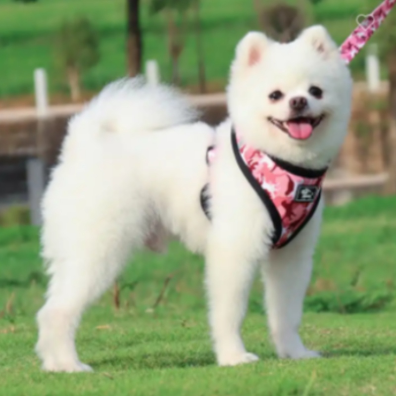 Custom Luxury Puppy Leash Collar Pet Pet Pet Poop Band Bandana ย้อนกลับได้และชุดสายรัดสุนัขนีโอพรีนที่ระบายอากาศได้